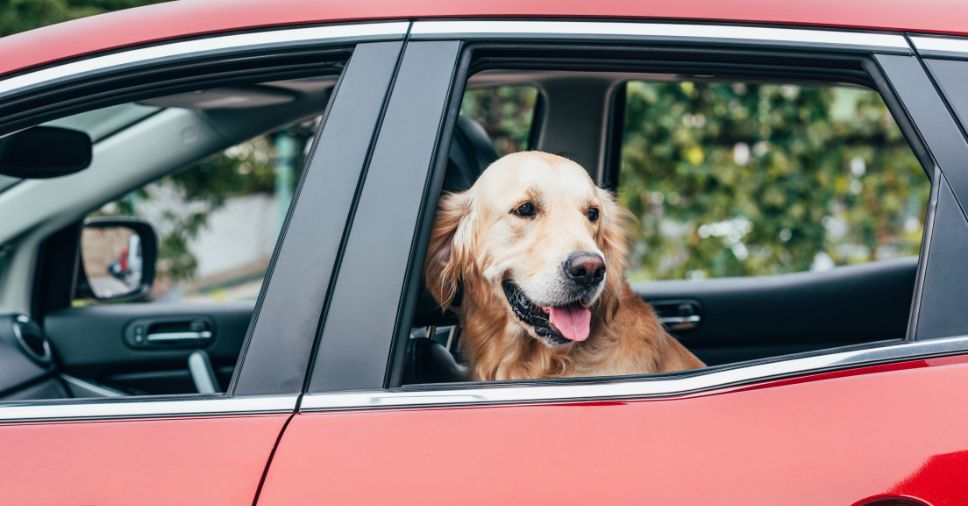 Cuidados com o carro: como viajar com seu amigo pet sem problemas?